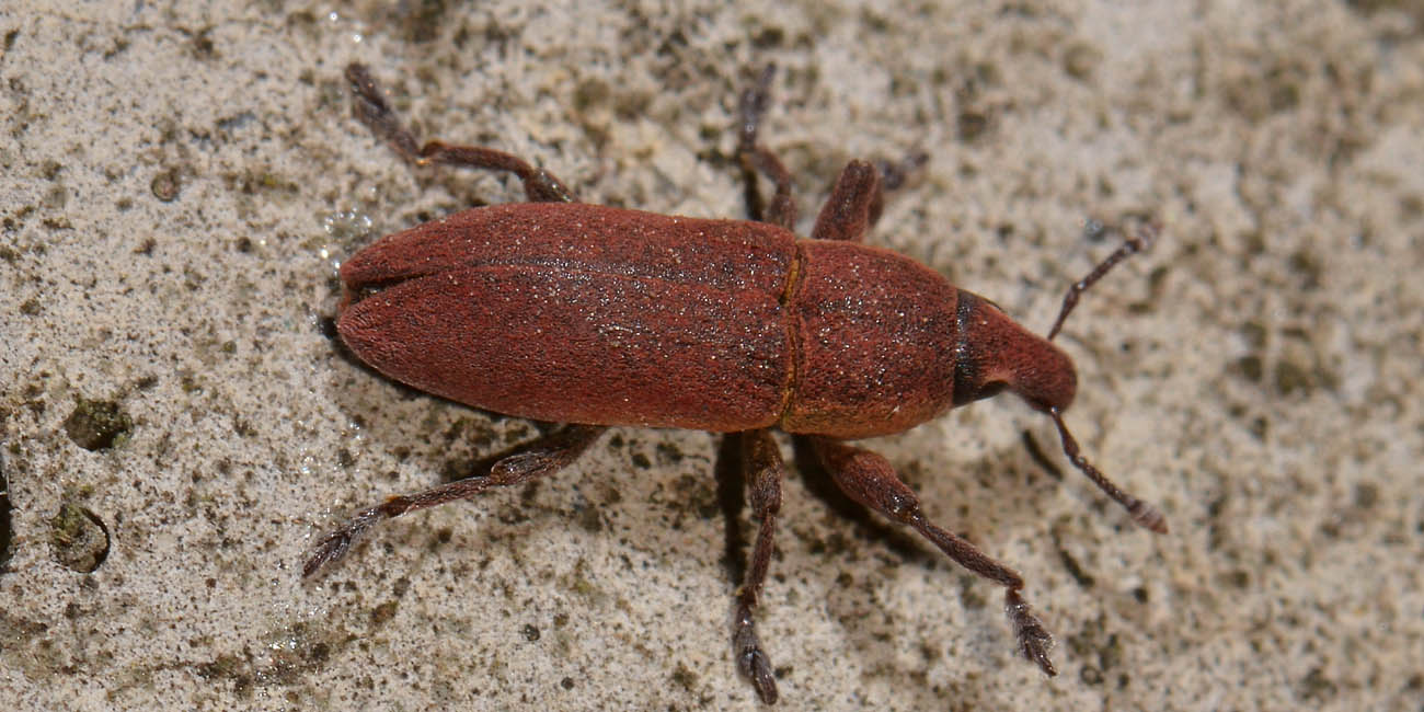 Curculionidae: Lixus sanguineus?  s......Lixus  angustus (syn=sanguineus)